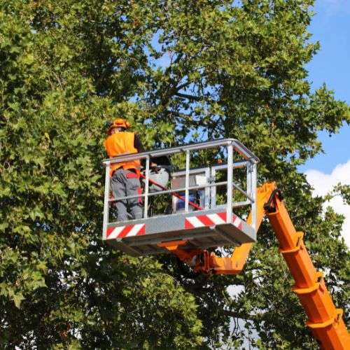 Tree, Shrub, and Berm Services